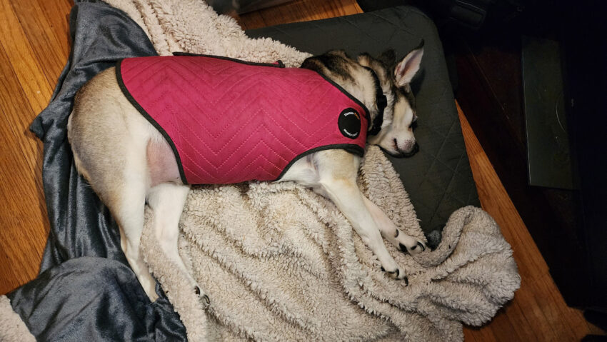Dog Sleeping