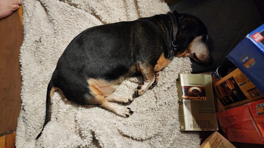 Dachshund falls asleep to Chapterhouse: Dune