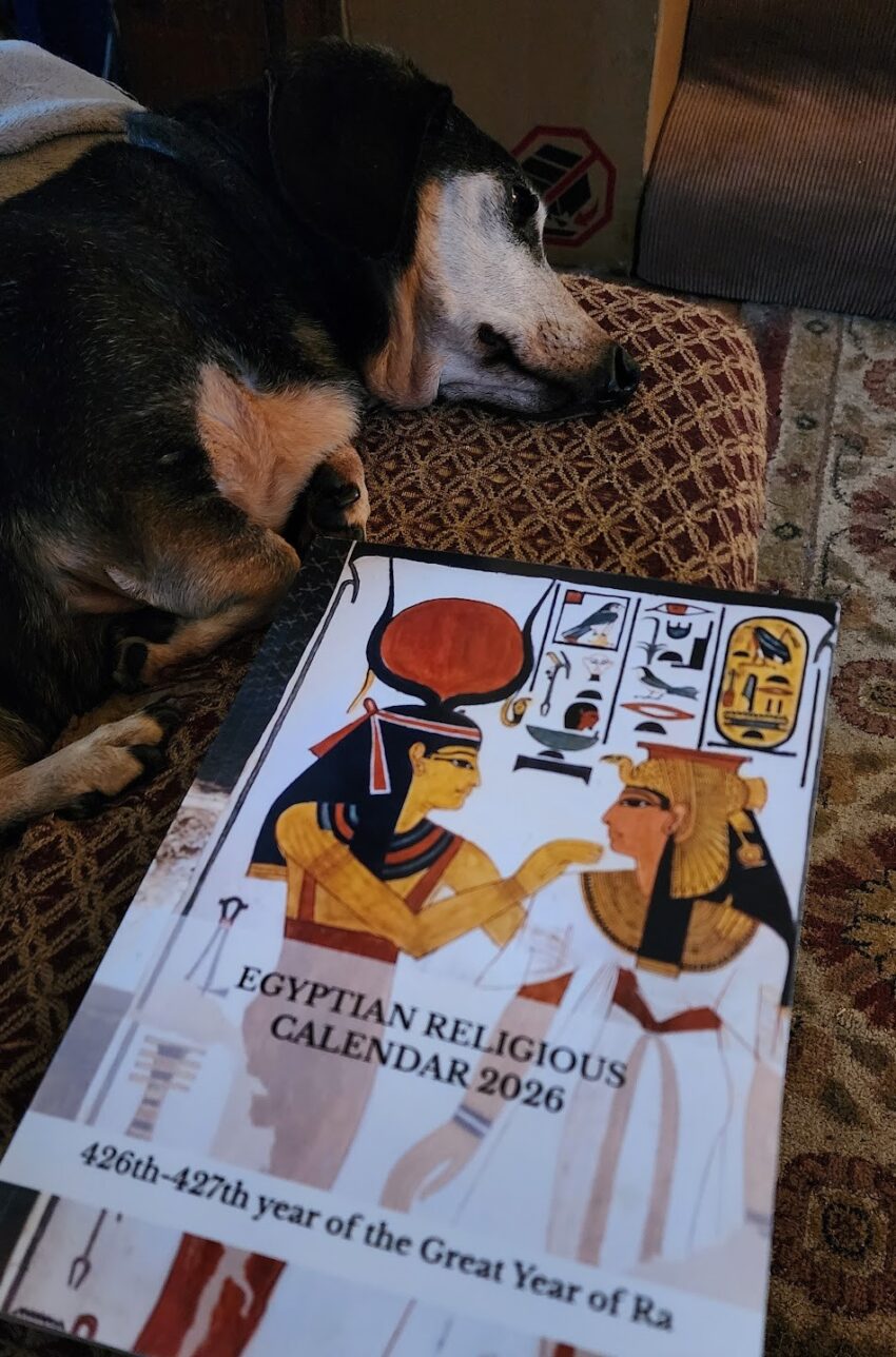Photo of Egyptian Religious Calendar 2026 by Luigi Tripani and a sleepy senior short-haired black and tan dachshund.